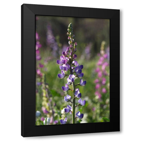 CA, San Diego Lupines in Rattlesnake Canyon Black Modern Wood Framed Art Print with Double Matting by Talbot Frank, Christopher