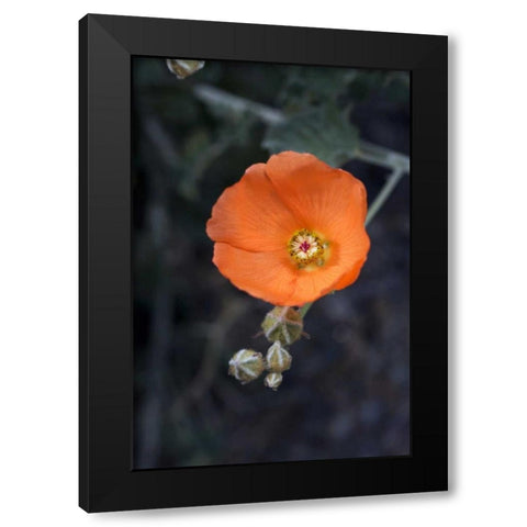 CA, San Diego Mallow flowers in the Mecca Hills Black Modern Wood Framed Art Print by Talbot Frank, Christopher