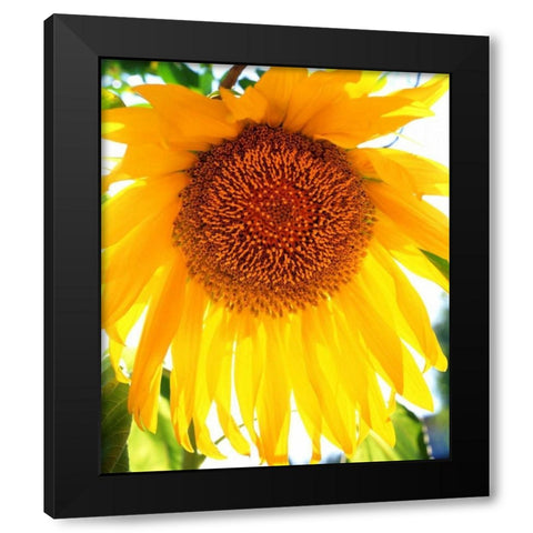 California, San Diego Mammoth Sunflower Black Modern Wood Framed Art Print by Talbot Frank, Christopher