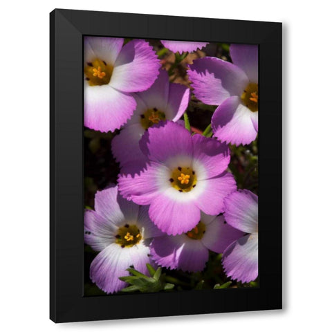 California, San Diego, Rattlesnake Canyon, Phlox Black Modern Wood Framed Art Print by Talbot Frank, Christopher