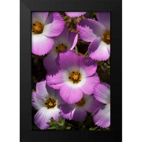 California, San Diego, Rattlesnake Canyon, Phlox Black Modern Wood Framed Art Print by Talbot Frank, Christopher