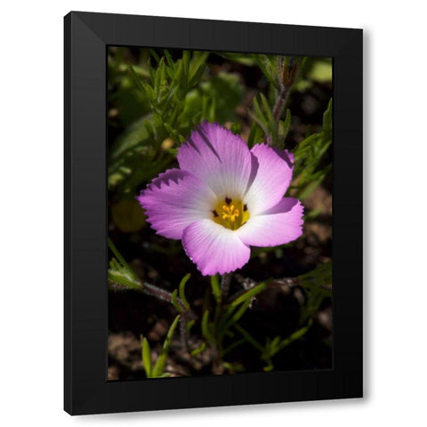 California, San Diego, Rattlesnake Canyon, Phlox Black Modern Wood Framed Art Print by Talbot Frank, Christopher