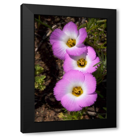 California, San Diego, Rattlesnake Canyon, Phlox Black Modern Wood Framed Art Print by Talbot Frank, Christopher