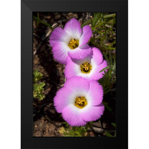California, San Diego, Rattlesnake Canyon, Phlox Black Modern Wood Framed Art Print by Talbot Frank, Christopher