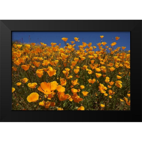 California, San Diego, Rattlesnake Canyon, Poppy Black Modern Wood Framed Art Print by Talbot Frank, Christopher