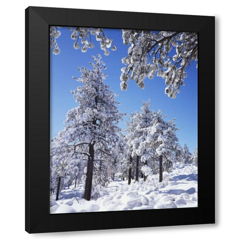 CA, San Diego snowy trees in the Laguna Mts Black Modern Wood Framed Art Print by Talbot Frank, Christopher
