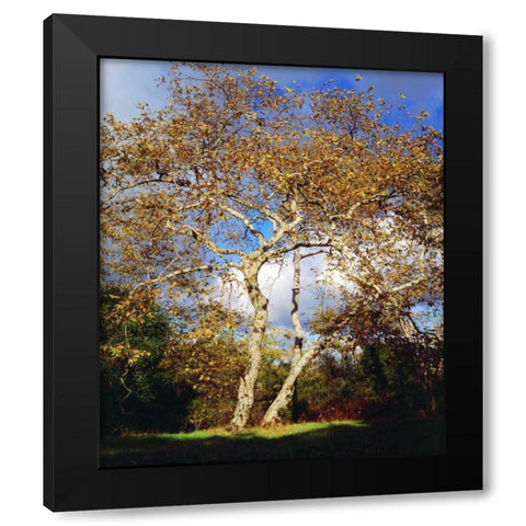 USA, California, San Diego Sycamore Tree Black Modern Wood Framed Art Print by Talbot Frank, Christopher