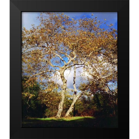 USA, California, San Diego Sycamore Tree Black Modern Wood Framed Art Print by Talbot Frank, Christopher