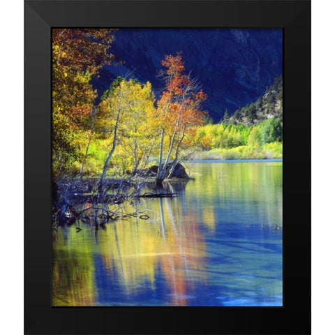 CA, Sierra Nevada, Aspen tree by Grant Lake Black Modern Wood Framed Art Print by Talbot Frank, Christopher