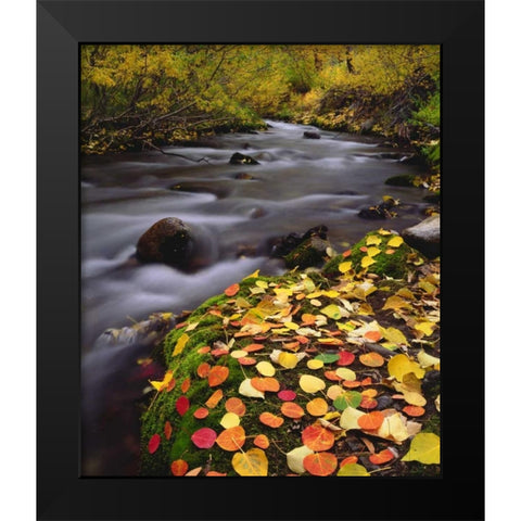 CA, Sierra Nevada, Autumn along McGee Creek Black Modern Wood Framed Art Print by Talbot Frank, Christopher