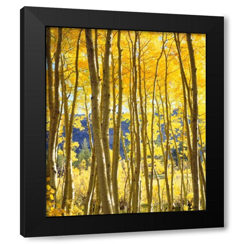 California, Sierra Nevada, Fall colors of Aspens Black Modern Wood Framed Art Print with Double Matting by Talbot Frank, Christopher