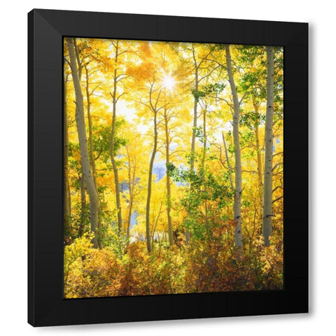 California, Sierra Nevada, Fall colors of Aspens Black Modern Wood Framed Art Print with Double Matting by Talbot Frank, Christopher