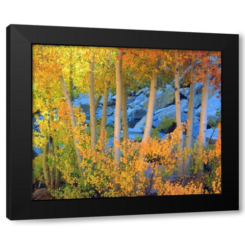 California, Sierra Nevada, Fall colors of Aspens Black Modern Wood Framed Art Print with Double Matting by Talbot Frank, Christopher