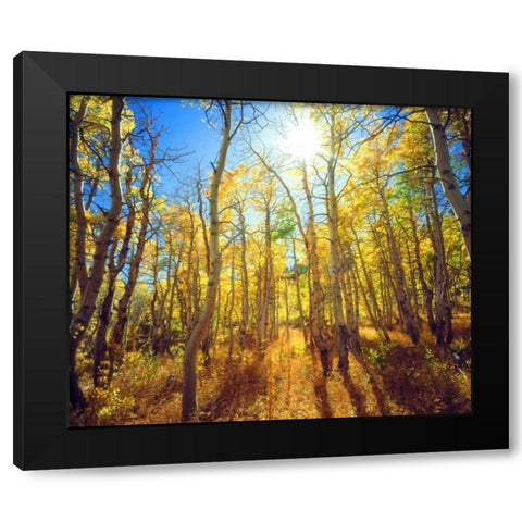 California, Sierra Nevada, Fall colors of Aspens Black Modern Wood Framed Art Print by Talbot Frank, Christopher