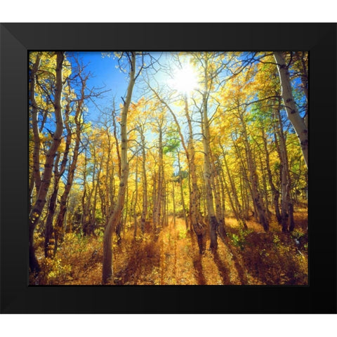 California, Sierra Nevada, Fall colors of Aspens Black Modern Wood Framed Art Print by Talbot Frank, Christopher
