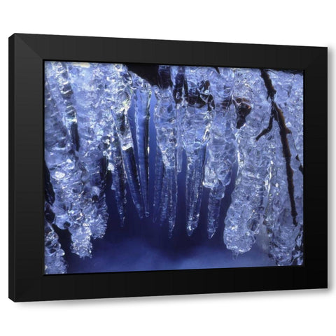 California, Sierra Nevada, Icicles in the Sierra Black Modern Wood Framed Art Print by Talbot Frank, Christopher