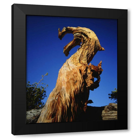 California, Sierra Nevada, Trees in the Sierras Black Modern Wood Framed Art Print with Double Matting by Talbot Frank, Christopher