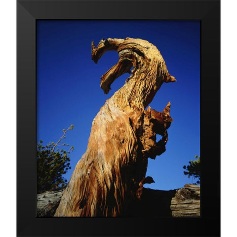 California, Sierra Nevada, Trees in the Sierras Black Modern Wood Framed Art Print by Talbot Frank, Christopher