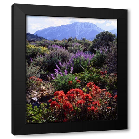California, Sierra Nevada, Wildflowers Black Modern Wood Framed Art Print with Double Matting by Talbot Frank, Christopher
