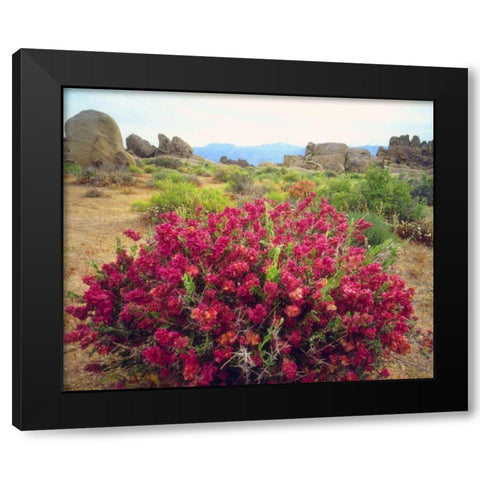 CA, Sierra Nevada Bush in the Alabama Hills Black Modern Wood Framed Art Print by Talbot Frank, Christopher