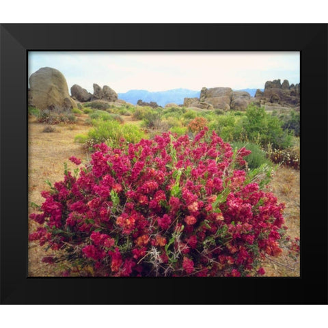 CA, Sierra Nevada Bush in the Alabama Hills Black Modern Wood Framed Art Print by Talbot Frank, Christopher