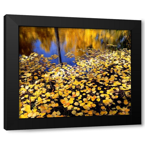 CA, Sierra Nevada Aspen leaves in Autumn Black Modern Wood Framed Art Print by Talbot Frank, Christopher