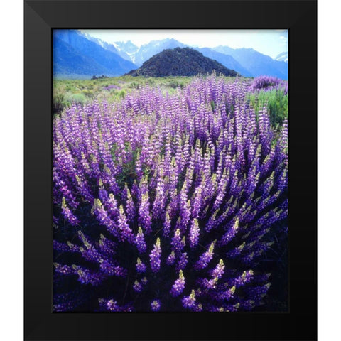 CA, Sierra Nevada Bush Lupines below Mt Whitney Black Modern Wood Framed Art Print by Talbot Frank, Christopher