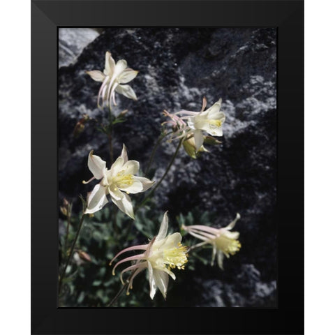 CA, Sierra Nevada Columbine in the Sierras Black Modern Wood Framed Art Print by Talbot Frank, Christopher