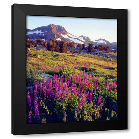 CA, Sierra Nevada Lupine flowers at Carson Pass Black Modern Wood Framed Art Print by Talbot Frank, Christopher