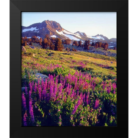 CA, Sierra Nevada Lupine flowers at Carson Pass Black Modern Wood Framed Art Print by Talbot Frank, Christopher