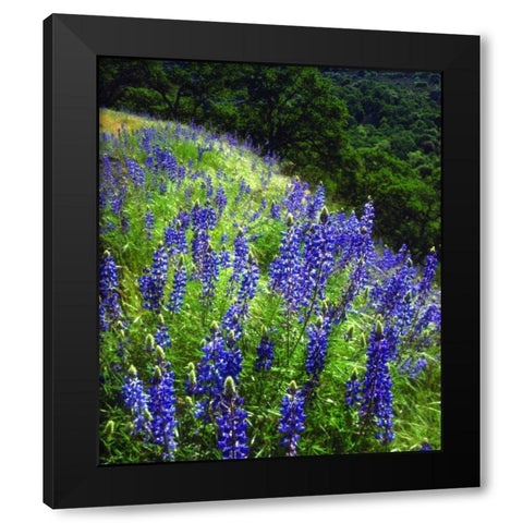 CA, Sierras, Sequoia NP Lupines in the forest Black Modern Wood Framed Art Print with Double Matting by Talbot Frank, Christopher