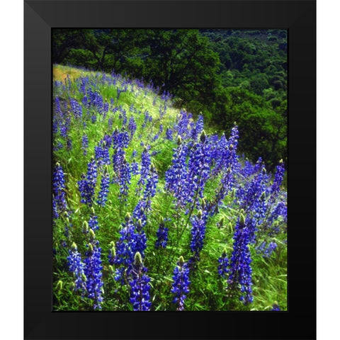 CA, Sierras, Sequoia NP Lupines in the forest Black Modern Wood Framed Art Print by Talbot Frank, Christopher