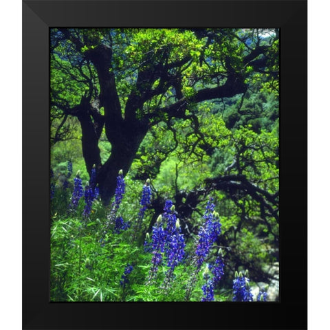 CA, Sierras, Sequoia NP Lupines in the forest Black Modern Wood Framed Art Print by Talbot Frank, Christopher