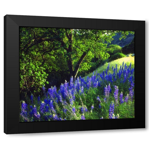 CA, Sierra Nevada Lupine flowers in the forest Black Modern Wood Framed Art Print by Talbot Frank, Christopher