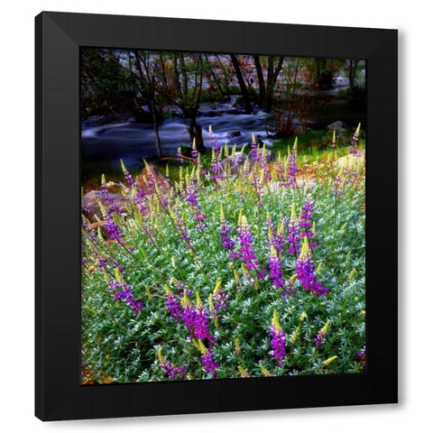 CA, Sierra Nevada Lupines in the High Sierra Black Modern Wood Framed Art Print by Talbot Frank, Christopher