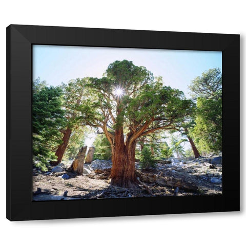 CA, Sierra Nevada Old-growth Juniper tree Black Modern Wood Framed Art Print by Talbot Frank, Christopher