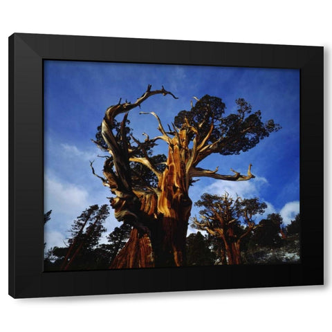 CA, Sierra Nevada Old-growth Juniper trees Black Modern Wood Framed Art Print with Double Matting by Talbot Frank, Christopher