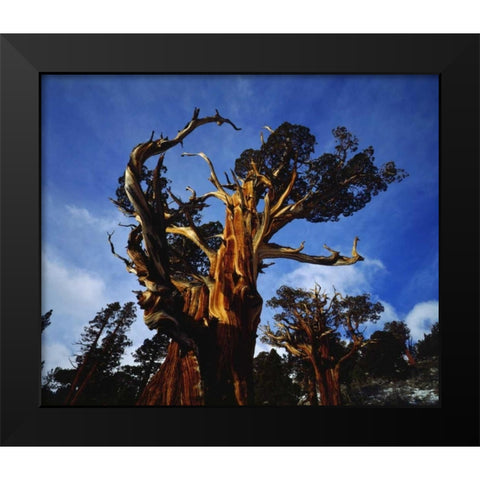 CA, Sierra Nevada Old-growth Juniper trees Black Modern Wood Framed Art Print by Talbot Frank, Christopher