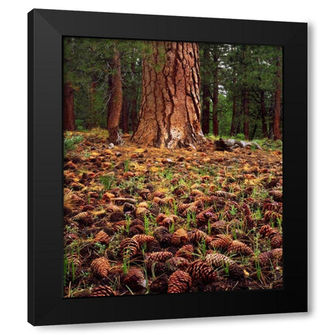 CA, Sierra Nevada Old-growth Ponderosa tree Black Modern Wood Framed Art Print with Double Matting by Talbot Frank, Christopher
