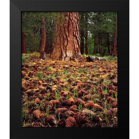 CA, Sierra Nevada Old-growth Ponderosa tree Black Modern Wood Framed Art Print by Talbot Frank, Christopher