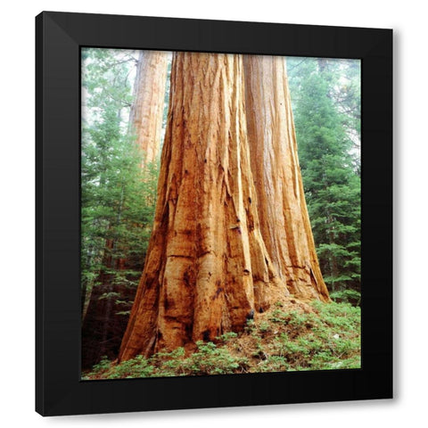 CA, Sierra Nevada Old-growth Sequoia Redwood Black Modern Wood Framed Art Print by Talbot Frank, Christopher