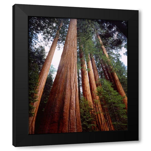 CA, Sierra Nevada Old-growth Sequoia Redwood Black Modern Wood Framed Art Print by Talbot Frank, Christopher