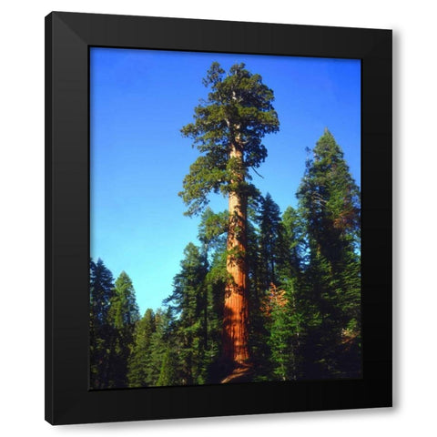 CA, Sierra Nevada Old-growth Sequoia Tree Black Modern Wood Framed Art Print by Talbot Frank, Christopher