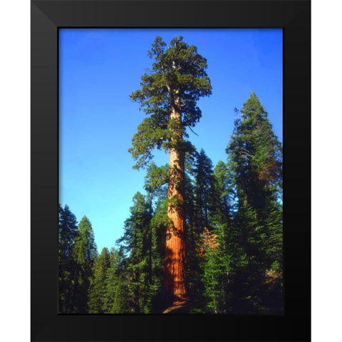 CA, Sierra Nevada Old-growth Sequoia Tree Black Modern Wood Framed Art Print by Talbot Frank, Christopher