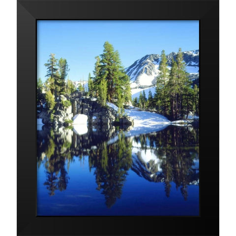 CA, Sierra Nevada Red firs reflecting in a tarn Black Modern Wood Framed Art Print by Talbot Frank, Christopher