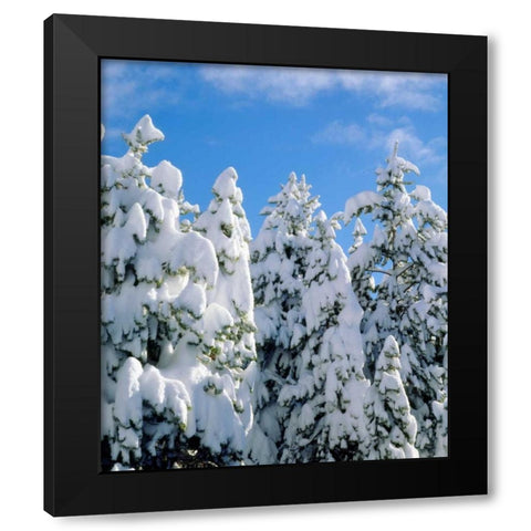 CA, Sierra Nevada Snowy trees in the Sierras Black Modern Wood Framed Art Print with Double Matting by Talbot Frank, Christopher
