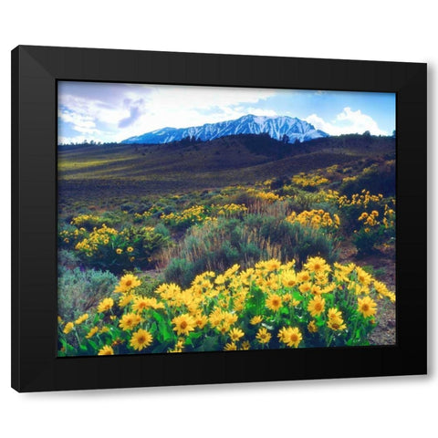 California, Sierra Nevada Flowers in the Sierras Black Modern Wood Framed Art Print by Talbot Frank, Christopher