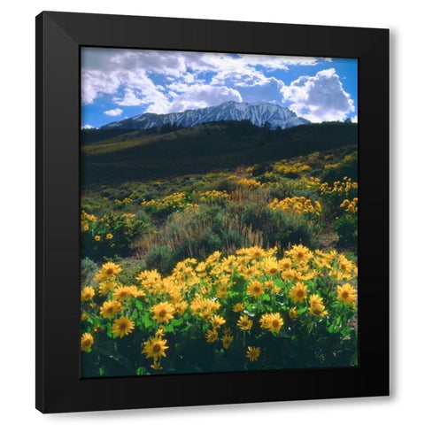 California, Sierra Nevada Flowers in the Sierras Black Modern Wood Framed Art Print by Talbot Frank, Christopher