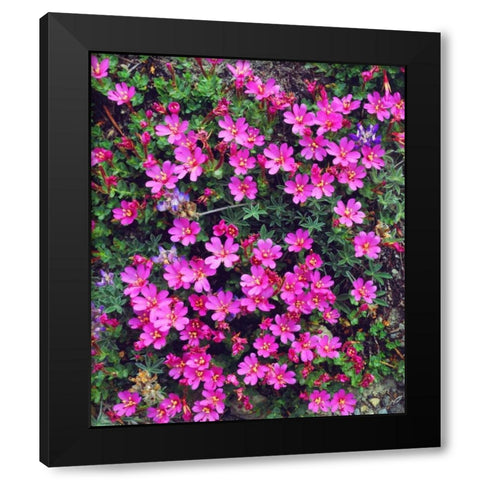 California, Sierra Nevada Flowers in the Sierras Black Modern Wood Framed Art Print with Double Matting by Talbot Frank, Christopher