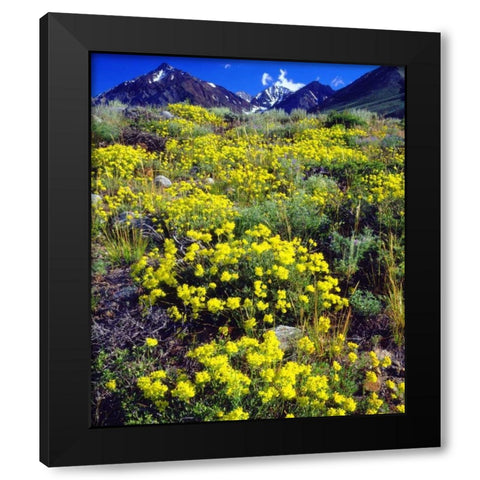 CA, Sierra Nevada flowers in the High Sierra Black Modern Wood Framed Art Print by Talbot Frank, Christopher